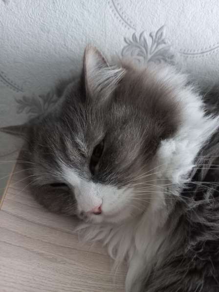 Кот сибиряк,4 года в Новосибирске фото 44