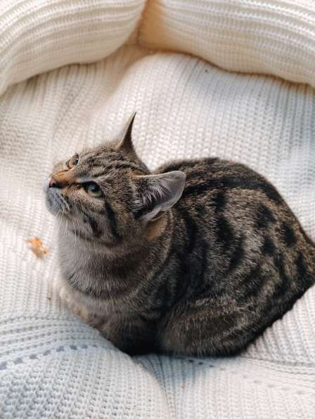 Ищут дом 2 чудесных котенка в Москве фото 3