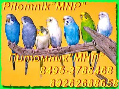 Разведения и продажа попугаев и канареек в Москве фото 3
