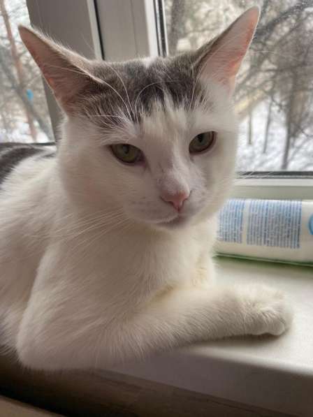 Кот Тимофей ищет новый дом СПб в Санкт-Петербурге