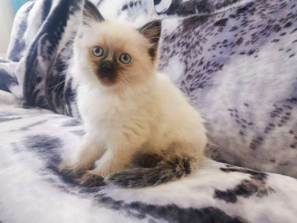 Котята рэгдолл в Санкт-Петербурге фото 4