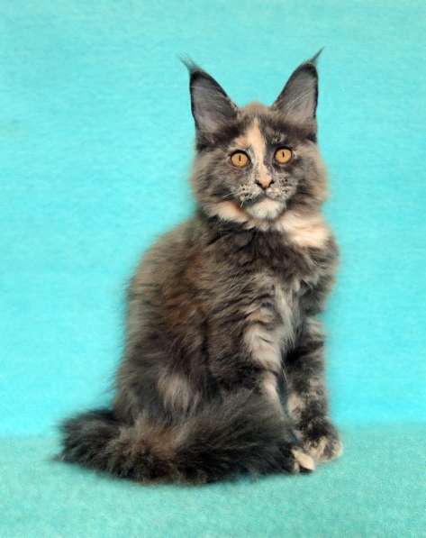 Кошечка мейн-кун из питомнника в Казани фото 26