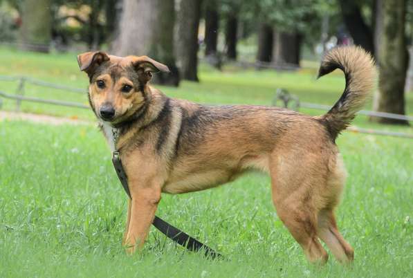 Очаровательная собачка компактного размера в Санкт-Петербурге фото 35