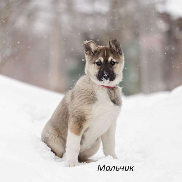 Щенок Ося ищет доброго хозяина! в Москве фото 19