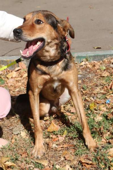 Собака-улыбака Тимур ищет дом в Москве фото 4