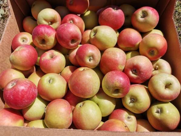 Продам яблоки оптом в Краснодаре фото 3