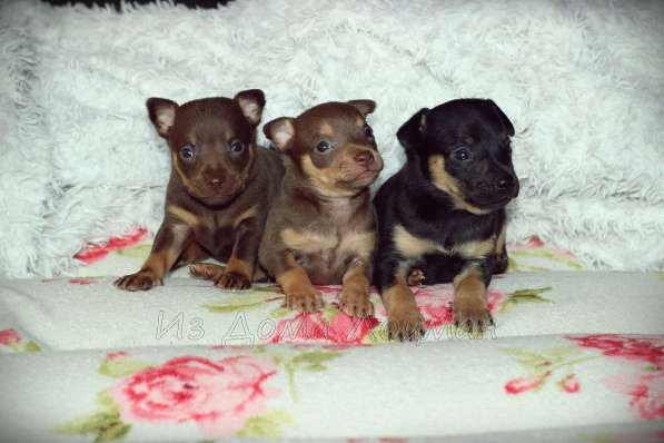 Щенки Русского той -терьера в Новосибирске фото 33