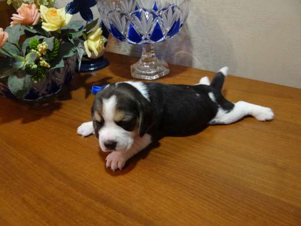 Продаются щенки бигля в Волгограде фото 22