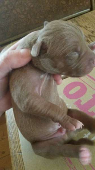 Щенки питбуля в Москве фото 28