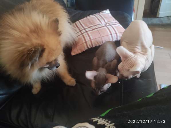 Продам 2 котят Сфинкса, мальчик и девочка, дешево в фото 7