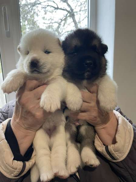 Собаки в фото 12