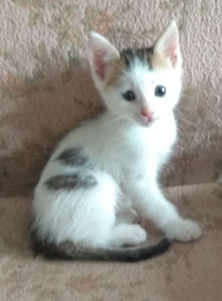 Очаровательный котёночек-мальчик - в заботливые руки в Багаевского фото 10