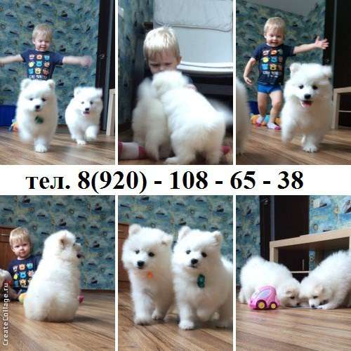 Щеночки самоедкой лайки в Переславле-Залесском