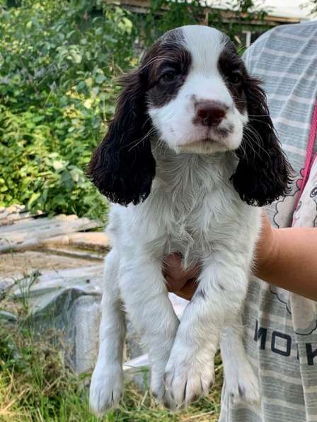 Продаются щенки русского охотничьего спаниеля в Москве фото 7