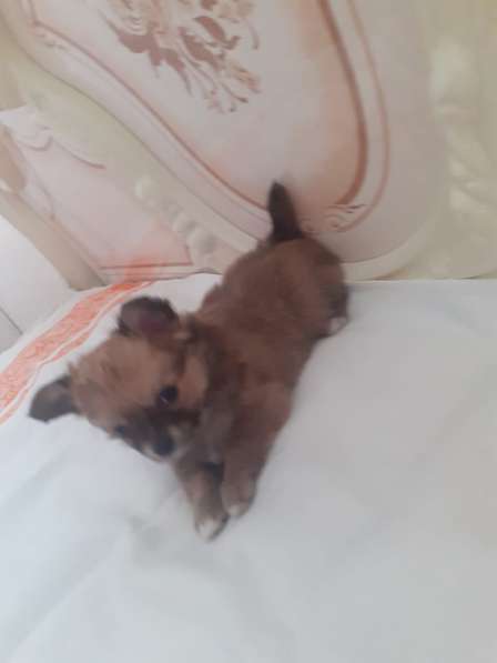 Поодам щенков чихуа