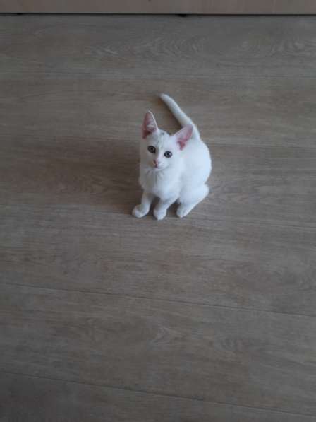 В добрые руки в Саратове фото 12