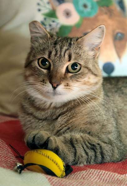 Ласковый мурлыка в Санкт-Петербурге фото 13