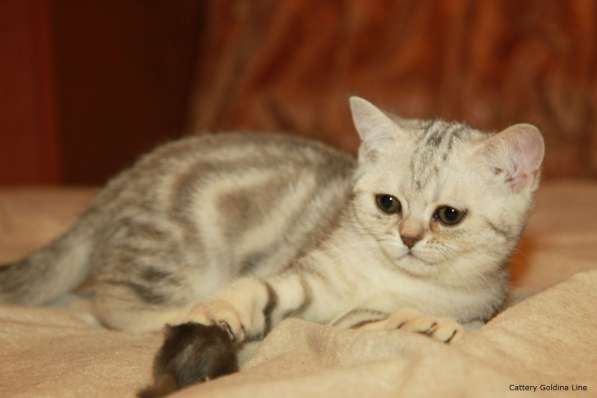 Шотландские котики фолд и страйт в Москве фото 20