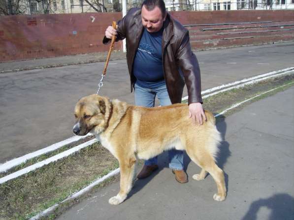 Дрессировка собак у зоопсихолога в Москве фото 9