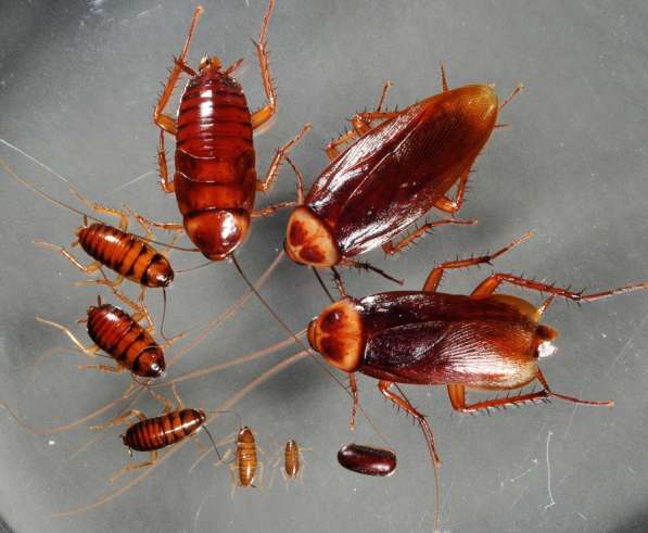 Уничтожение тараканов, избавиться от тараканов в Туле