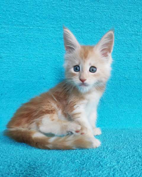 Котики мейн-кун из питомника в Владимире фото 14