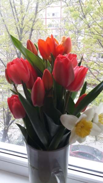 Тюльпаны цветы к празднику нарциссы