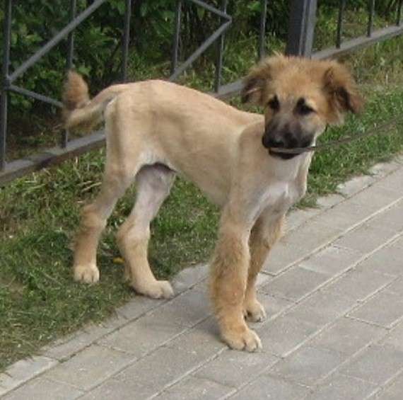 3-х месячный щеночек ждёт своих хозяев в Москве фото 6