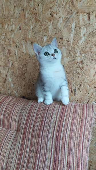 Шикарный британский котик в Москве фото 9