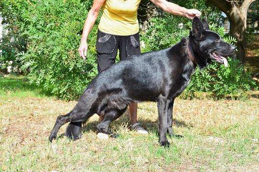 щенков немецкой овчарки черного и черно-подпалого окраса в Севастополе фото 9