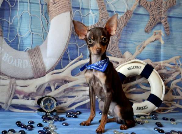 Щенки Той терьера питомник РКФ Москва в Москве фото 6