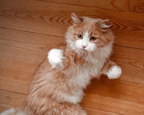 Ласковое солнышко Персик, умнейший домашний котик в дар в Москве фото 3