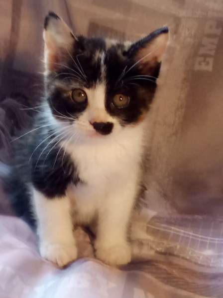 Кото-пес в фото 4