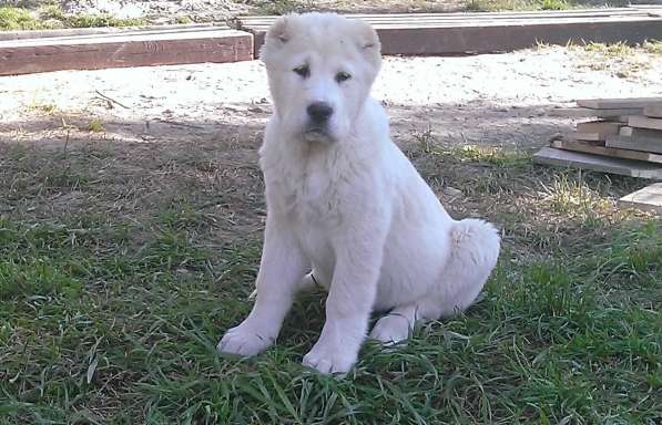 Фото щенка алабая 3 месяца фото
