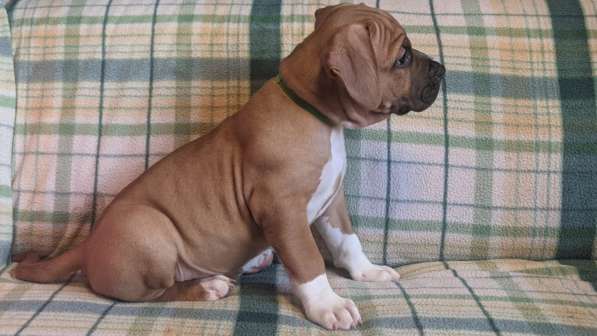 Стаффордширский терьер МАЛЬЧИК в Москве фото 17