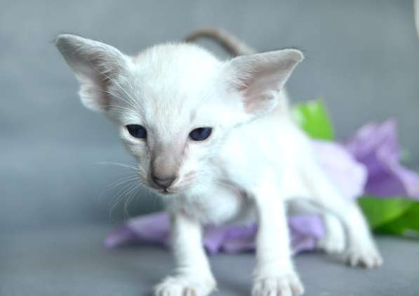 Ориентальные кошки из питомника