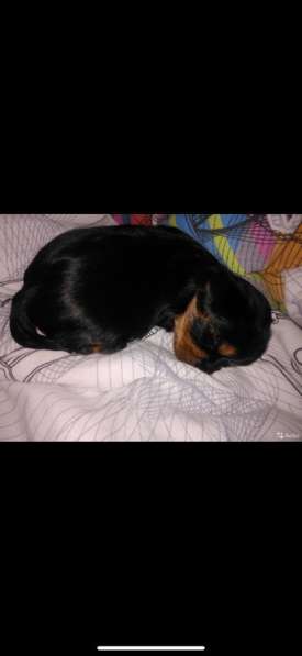 Вязка мини Йорк в Санкт-Петербурге фото 20