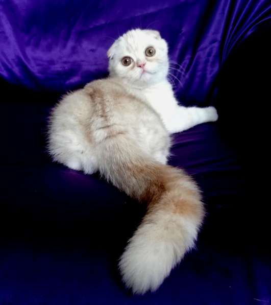 Клубный шотландский котенок с родословной и прививками из пи в фото 3