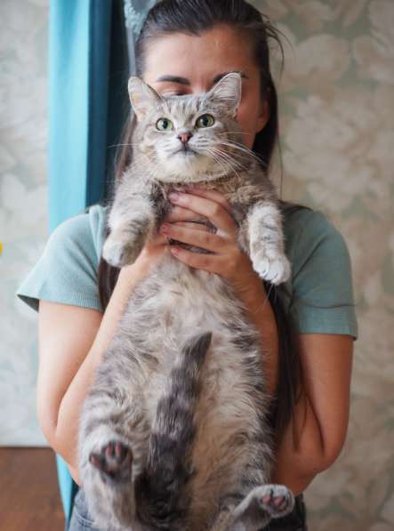 Идеальная кошка-компаньон Лиза в добрые руки в Москве фото 5