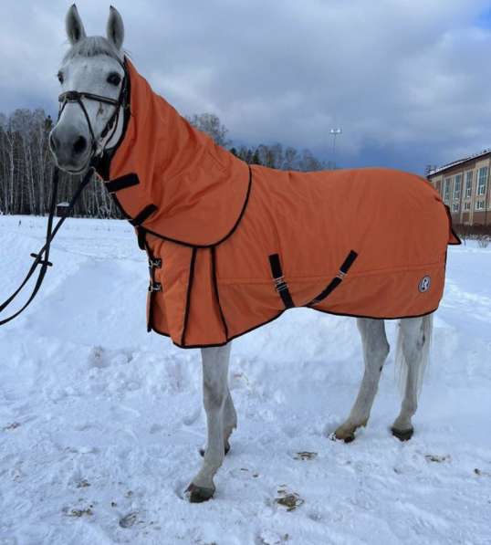 Амуниция для лошадей и всадника в Санкт-Петербурге фото 3