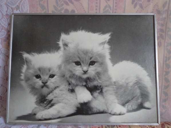 Фотокартина котята СССР в Кушве