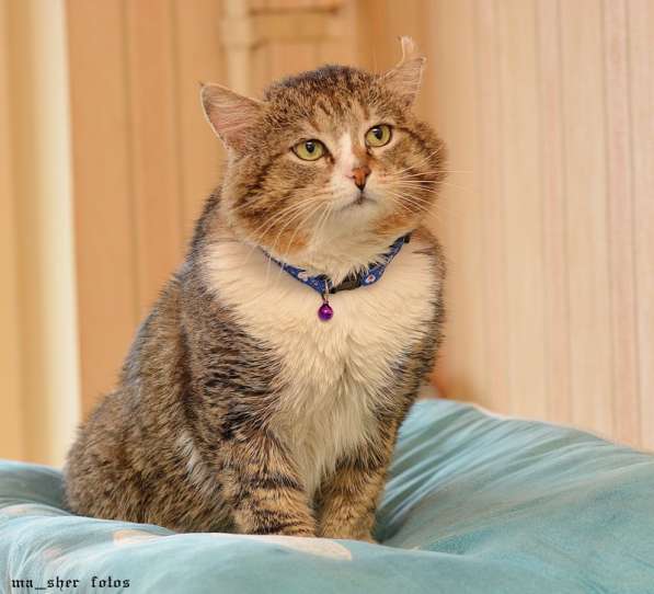 Манул хомячковый в Москве фото 5