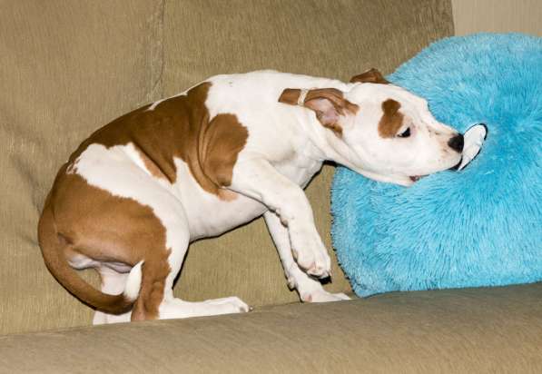 Щенки амстаффа в Санкт-Петербурге