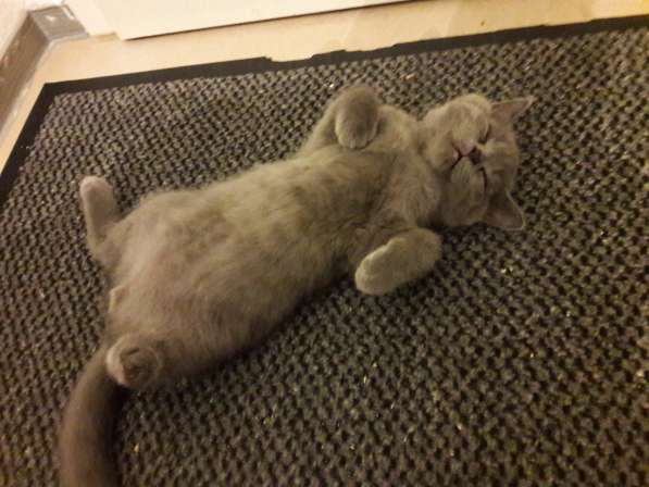 Британский котёнок голубого окраса в 