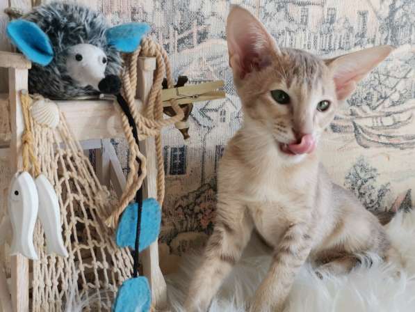 Orientalshorthaircat в Благовещенске