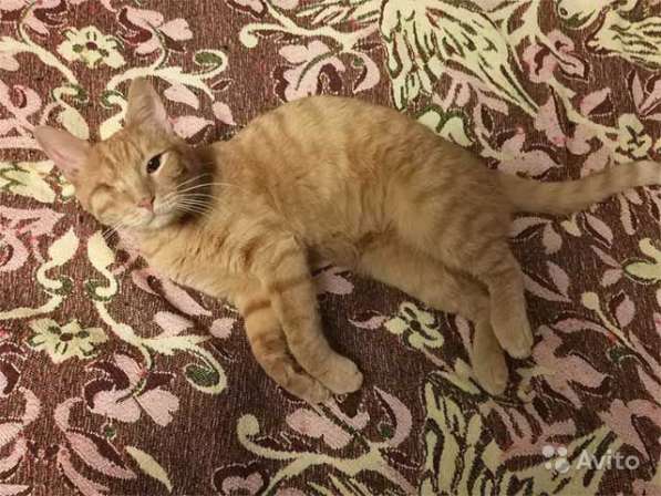 Добрейший солнечный молодой котик Рыжик ищет дом в Москве