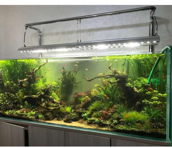 Аквариум с натуральными растениями и рыбками в фото 6