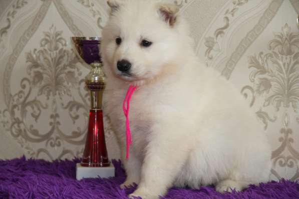 Щенки БШО в Москве фото 54