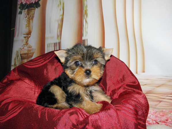 Мальчики йоркширского терьера в Москве фото 19
