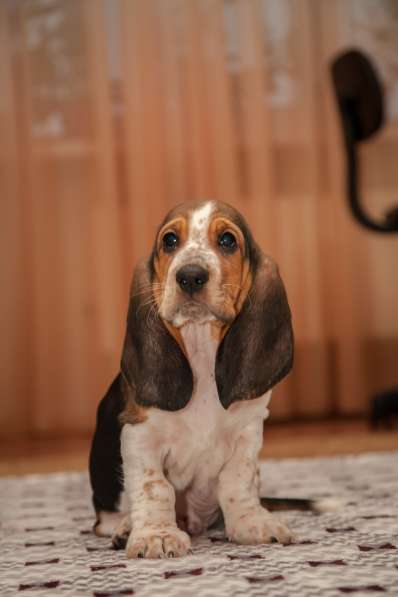 Щенки Бассет-хаунд в Армавире фото 26