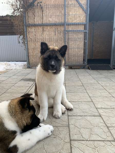 Акита в Ростове-на-Дону фото 71